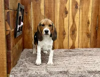 Trixie , a female Beagle for sale in Mammoth Spring, AR – Photo 4 of 4