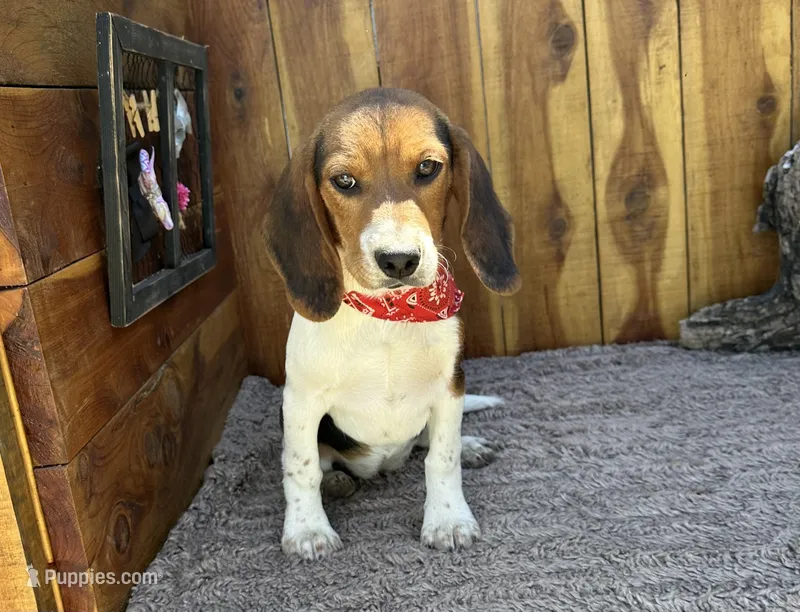 Trixie  – Beagle puppy for sale in Mammoth Spring, AR