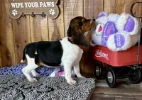 Trixie , a female Beagle for sale in Mammoth Spring, AR – Photo 4 of 5