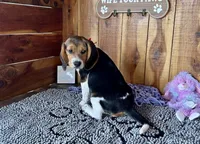 Trixie , a female Beagle for sale in Mammoth Spring, AR – Photo 5 of 5