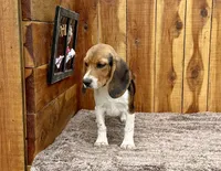 Trixie , a female Beagle for sale in Mammoth Spring, AR – Photo 1 of 4