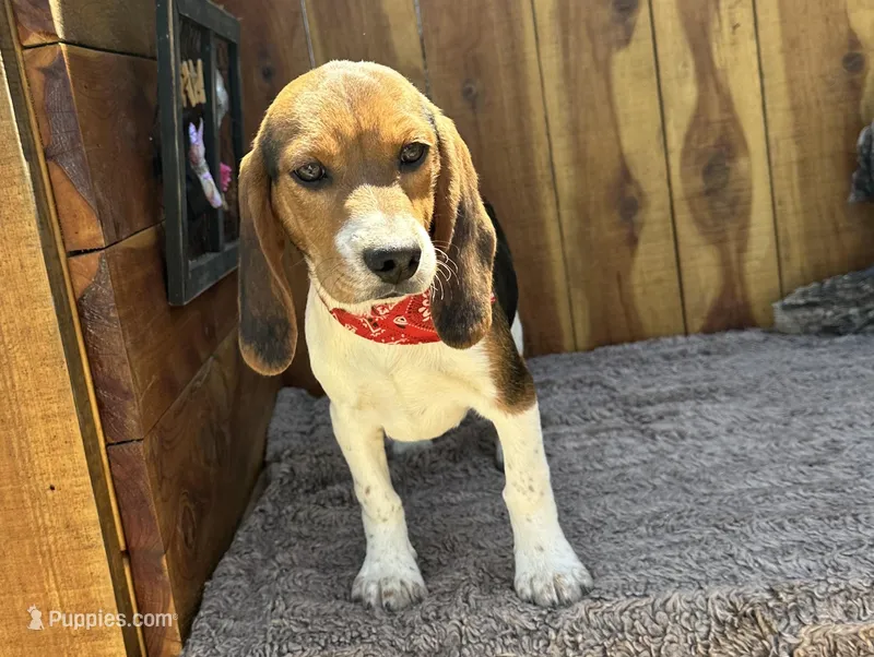 Trixie  – Beagle puppy for sale in Mammoth Spring, AR