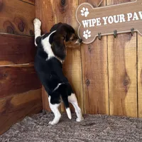 Trixie , a female Beagle for sale in Mammoth Spring, AR – Photo 4 of 4