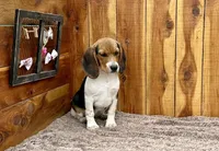 Trixie , a female Beagle for sale in Mammoth Spring, AR – Photo 2 of 4