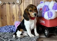 Trixie , a female Beagle for sale in Mammoth Spring, AR – Photo 1 of 5
