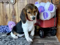 Trixie , a female Beagle for sale in Mammoth Spring, AR – Photo 3 of 5