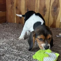 Trixie , a female Beagle for sale in Mammoth Spring, AR – Photo 2 of 4