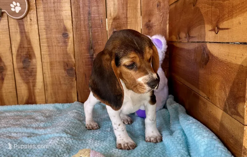 Trixie  – Beagle puppy for sale in Mammoth Spring, AR