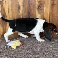Trixie , a female Beagle for sale in Mammoth Spring, AR – Photo 3 of 4