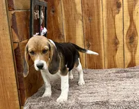 Trixie , a female Beagle for sale in Mammoth Spring, AR – Photo 3 of 4