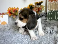 Shiloh , a male Beagle for sale in Mammoth Spring, AR – 3 of 4