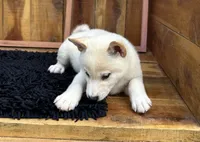 Flick, a male Shiba Inu for sale in Mammoth Spring, AR – 1 of 9