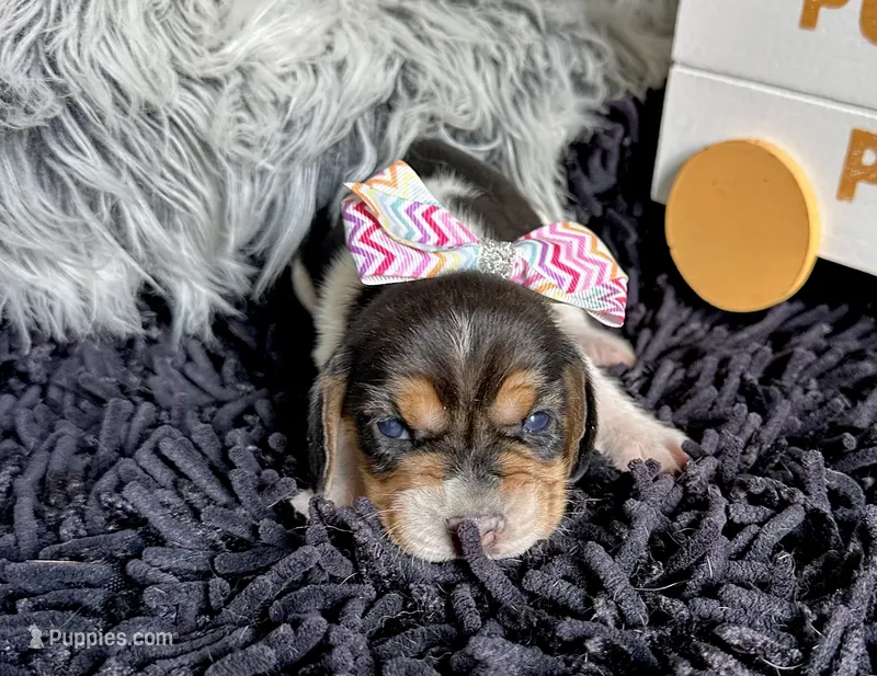 Shay – Beagle puppy for sale in Mammoth Spring, AR