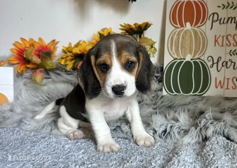 Shiloh  – Beagle puppy for sale in Mammoth Spring, AR