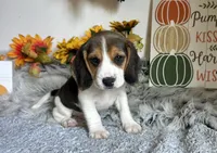 Shiloh , a male Beagle for sale in Mammoth Spring, AR – 1 of 4