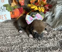 Brilynn, a female Shiba Inu for sale in Mammoth Spring, AR – 3 of 3