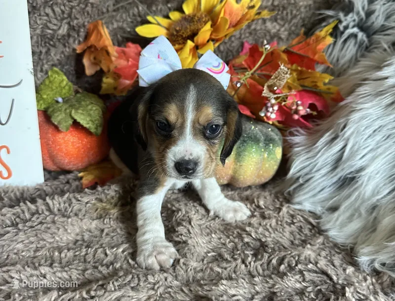 Tinkerbell  – Beagle puppy for sale in Mammoth Spring, AR