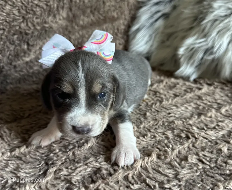 Bella – Beagle puppy for sale in Mammoth Spring, AR