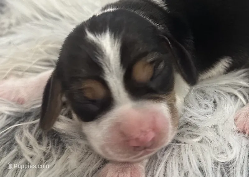 Tiana – Beagle puppy for sale in Mammoth Spring, AR