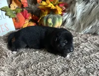 Midnight , a male Shiba Inu for sale in Mammoth Spring, AR – 3 of 7