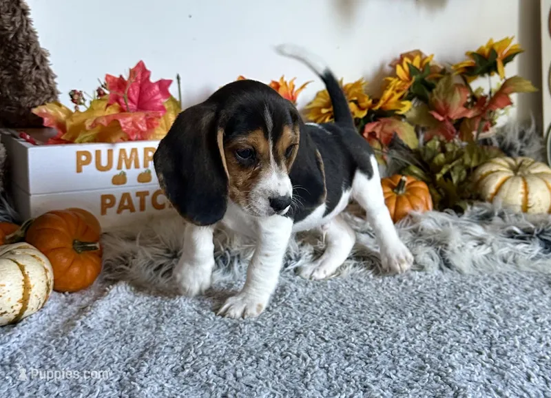 Scooby  – Beagle puppy for sale in Mammoth Spring, AR