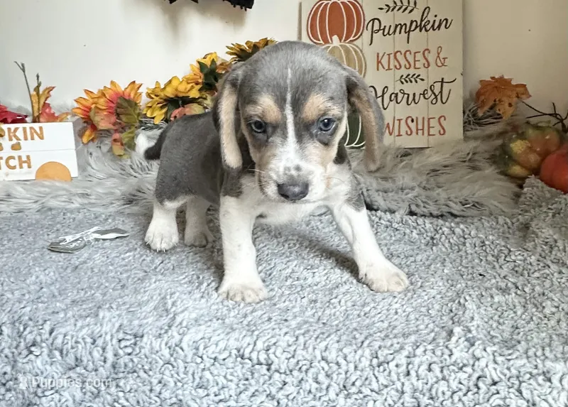 Cinderella – Beagle puppy for sale in Mammoth Spring, AR