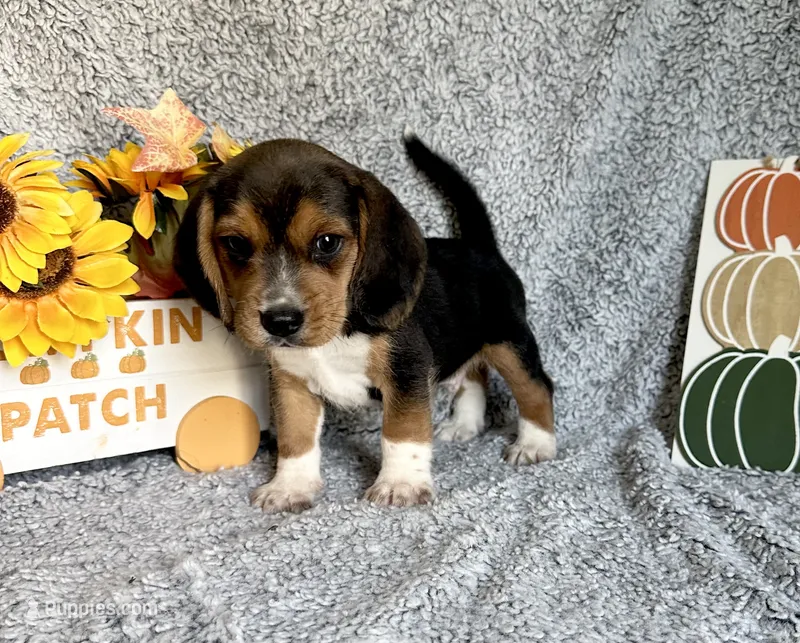 Floki  – Beagle puppy for sale in Mammoth Spring, AR