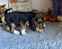 Floki , a male Beagle for sale in Mammoth Spring, AR – 5 of 5
