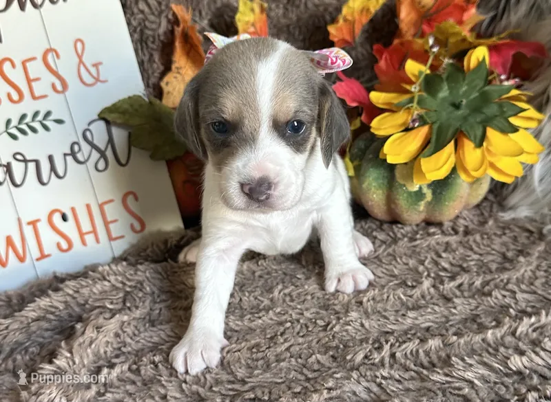 Paisley  – Beagle puppy for sale in Mammoth Spring, AR