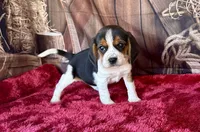 Trixie , a female Beagle for sale in Mammoth Spring, AR – Photo 3 of 5