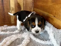 processed/9dd07f46-76e5-41bd-82ce-4d5454d90aef/listing/e8f3b89e-3747-4fd8-a617-f5bc6bccd802/6eb50145-db19-4197-9c33-fe5a37331229