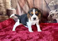 Trixie , a female Beagle for sale in Mammoth Spring, AR – Photo 5 of 5