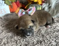 Brilynn, a female Shiba Inu for sale in Mammoth Spring, AR – 1 of 3