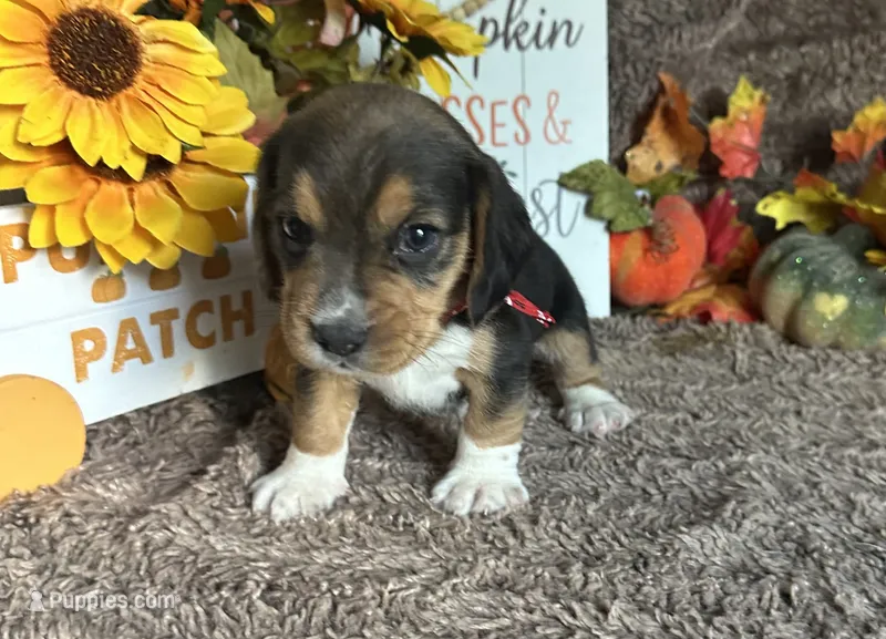 Floki  – Beagle puppy for sale in Mammoth Spring, AR