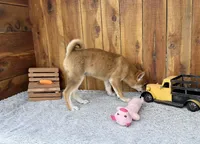 Koda, a male Shiba Inu for sale in Mammoth Spring, AR – 3 of 5
