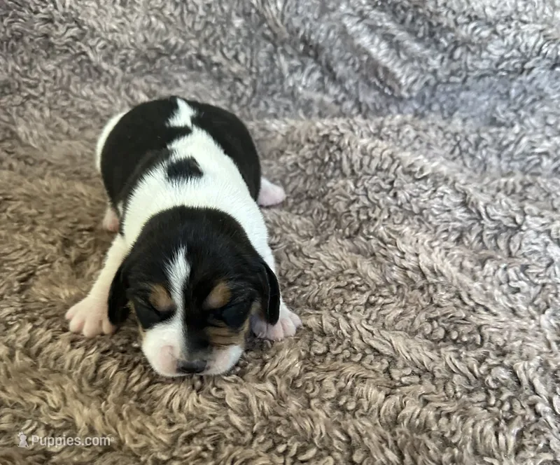 Jasmine  – Beagle puppy for sale in Mammoth Spring, AR