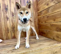 Koda, a male Shiba Inu for sale in Mammoth Spring, AR – 5 of 9