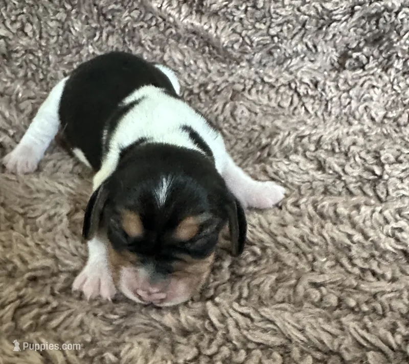 Shay – Beagle puppy for sale in Mammoth Spring, AR