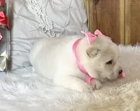 Keyla, a female Shiba Inu for sale in Mammoth Spring, AR – Photo 5 of 6