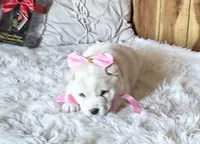 Keyla, a female Shiba Inu for sale in Mammoth Spring, AR – Photo 1 of 6