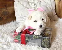 Keyla, a female Shiba Inu for sale in Mammoth Spring, AR – Photo 6 of 6