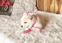 Keyla, a female Shiba Inu for sale in Mammoth Spring, AR – Photo 3 of 6