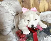 Keyla, a female Shiba Inu for sale in Mammoth Spring, AR – Photo 2 of 6