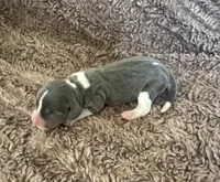 Cinderella, a female Beagle for sale in Mammoth Spring, AR – 3 of 7