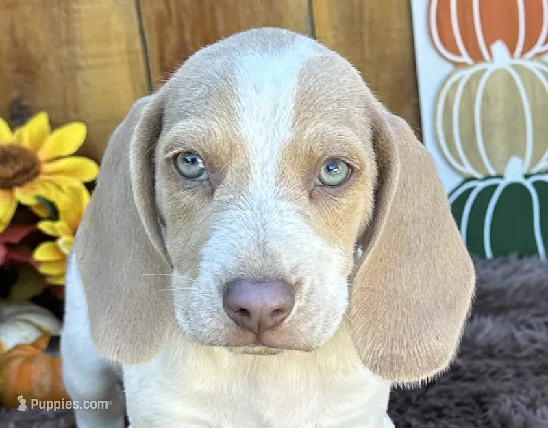 Staton – Beagle puppy for sale in Mammoth Spring, AR