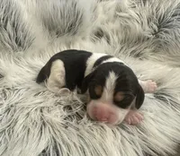 Scooby, a male Beagle for sale in Mammoth Spring, AR – 6 of 6