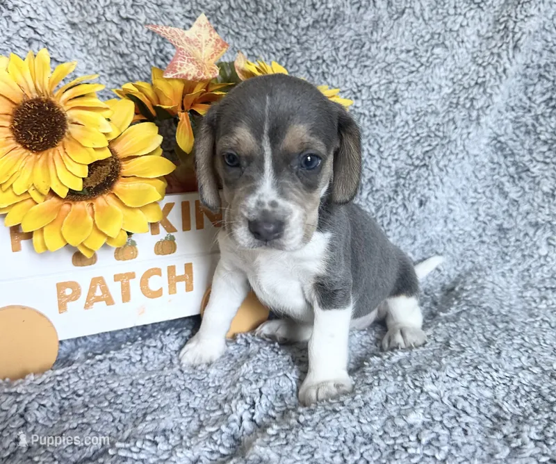Cinderella – Beagle puppy for sale in Mammoth Spring, AR