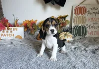 Scooby , a male Beagle for sale in Mammoth Spring, AR – 3 of 5