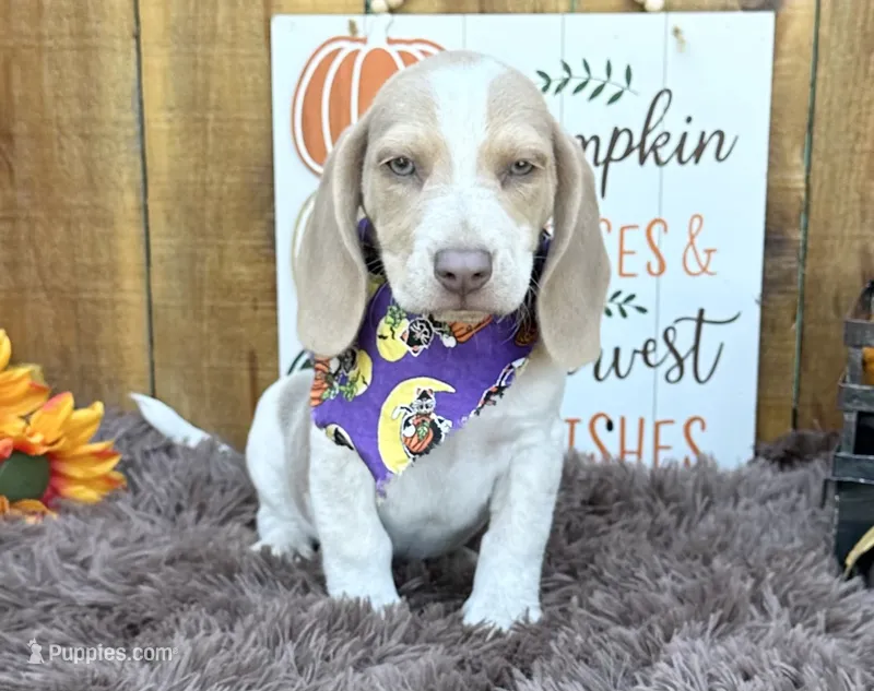 Staton – Beagle puppy for sale in Mammoth Spring, AR