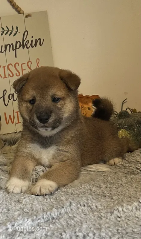 Brilynn – Shiba Inu puppy for sale in Mammoth Spring, AR